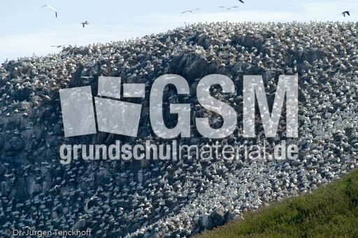 Basstölpel (14 von 24).jpg